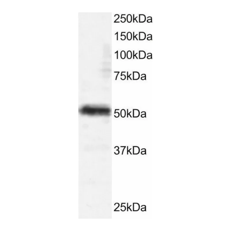 Merck Anti-TFEB, N-Terminal antibody produced in goat