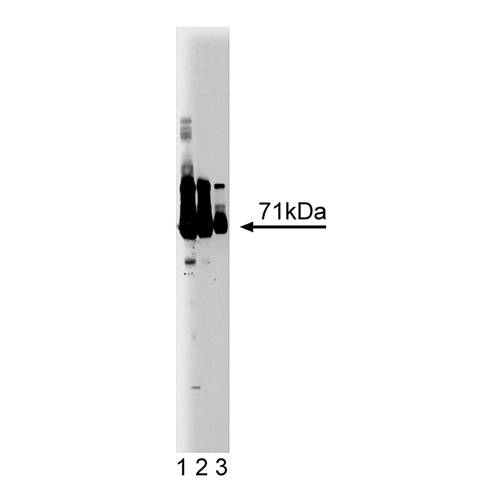 BD Purified Mouse Anti-Human EFP