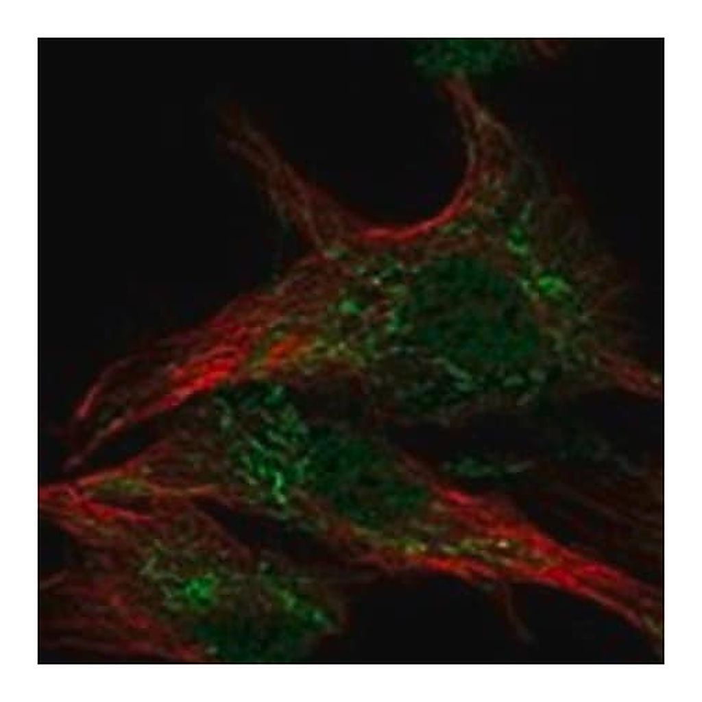 Merck Anti-WDR26 antibody produced in rabbit
