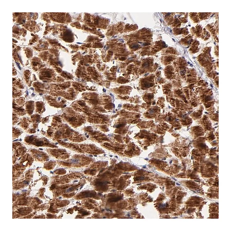 Merck Anti-NDUFB7 antibody produced in rabbit