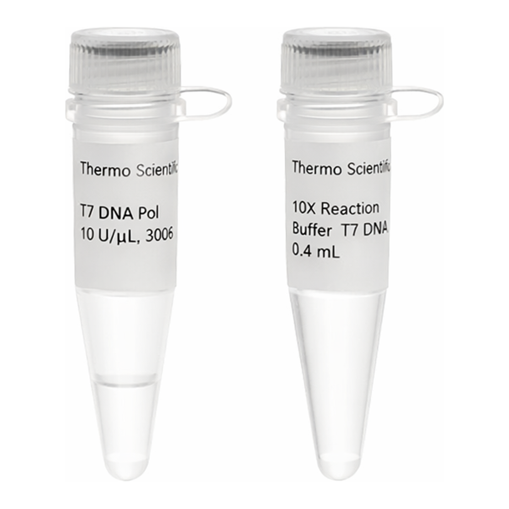 Thermo Fisher Scientific T7 DNA Polymerase (10 U/μL)