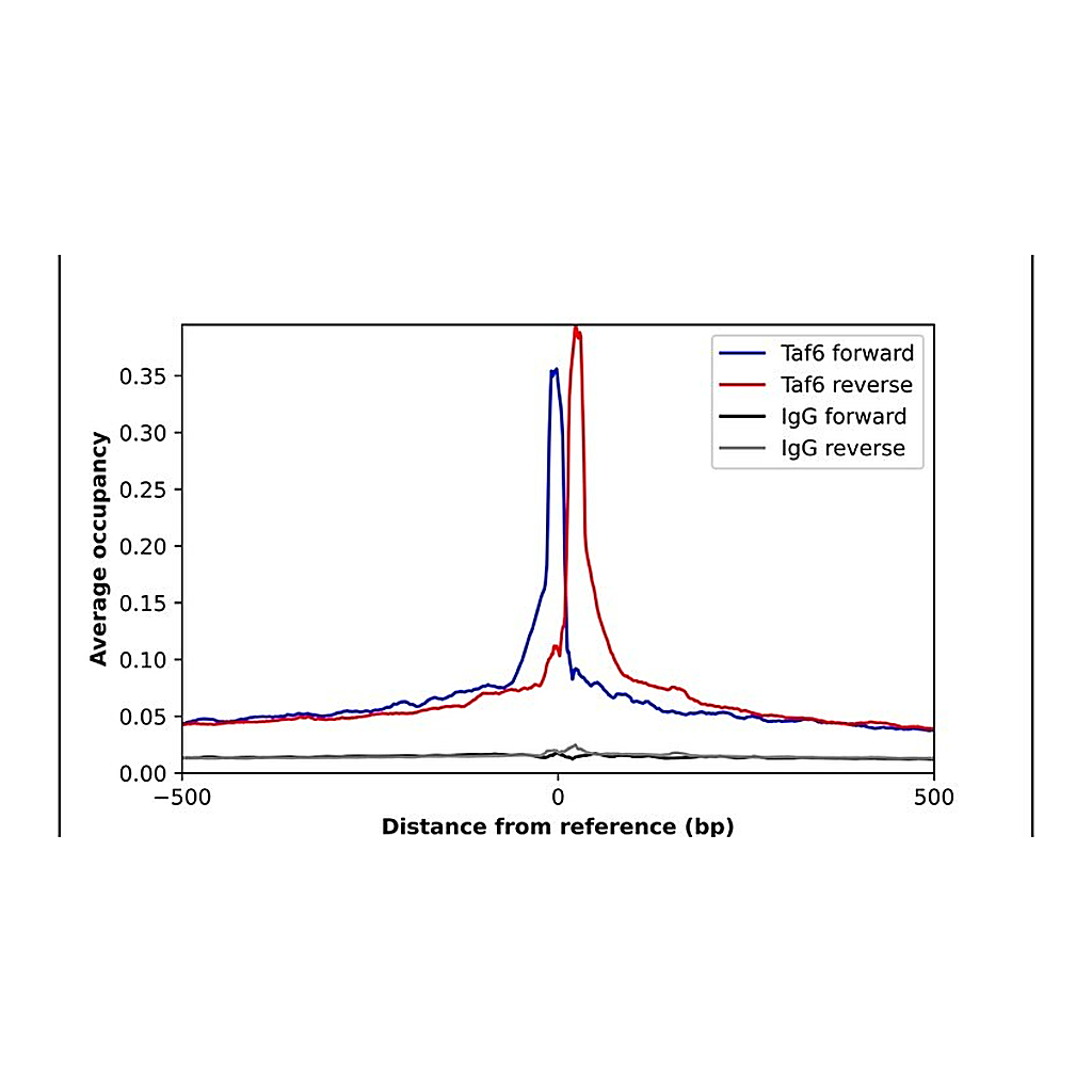 Merck Anti-TAF6 antibody produced in rabbit