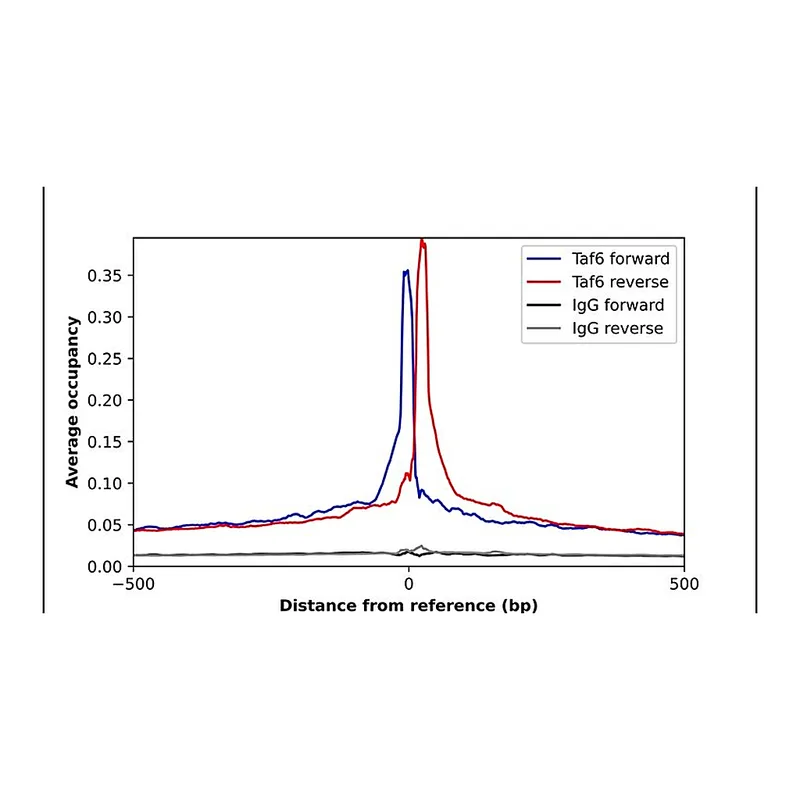 Merck Anti-TAF6 antibody produced in rabbit