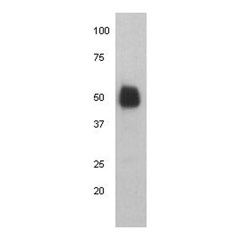 Thermo Fisher Scientific Mouse anti-Human IgG (Heavy Chain) Secondary Antibody