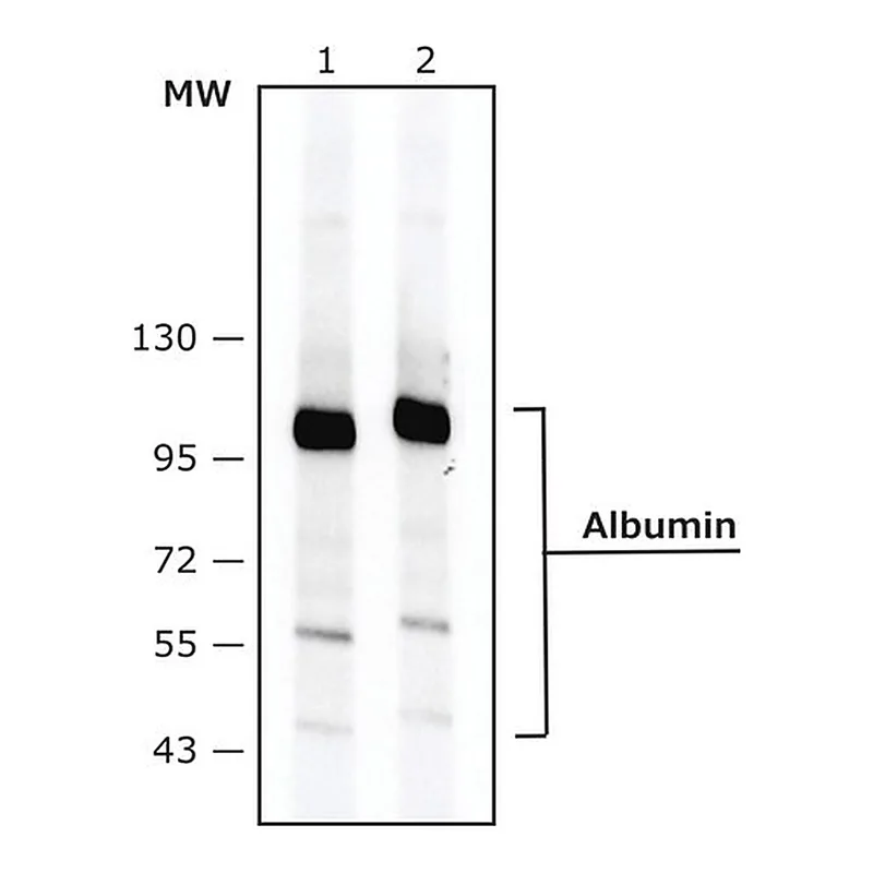 Merck Monoclonal Anti-Albumin antibody produced in mouse