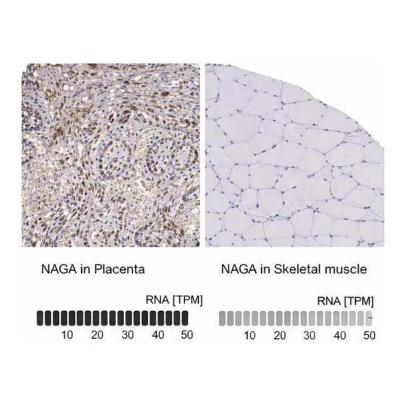 Merck Anti-NAGA antibody produced in rabbit