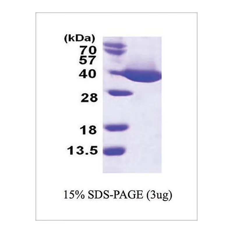 Merck MDH from bacteria