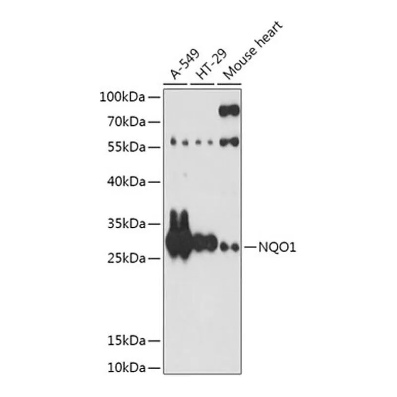Merck ANTI-NQO1 ANTIBODY PRODUCED IN RABBIT