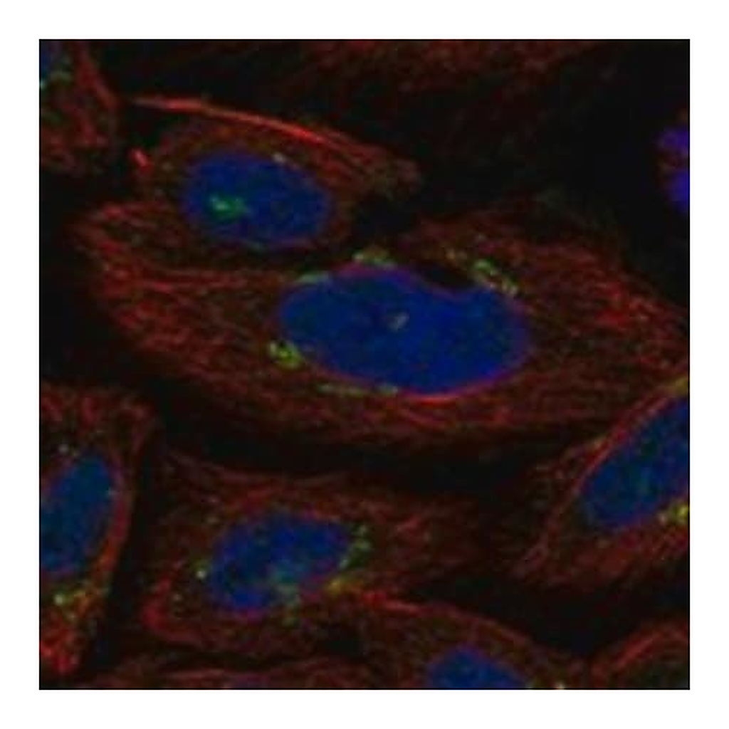 Merck Anti-GLT8D2 antibody produced in rabbit
