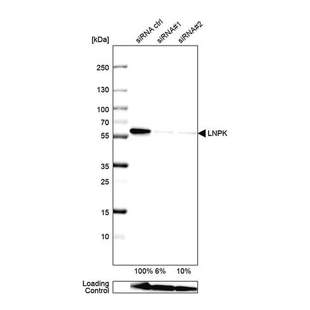 Merck Anti-LNPK antibody produced in rabbit