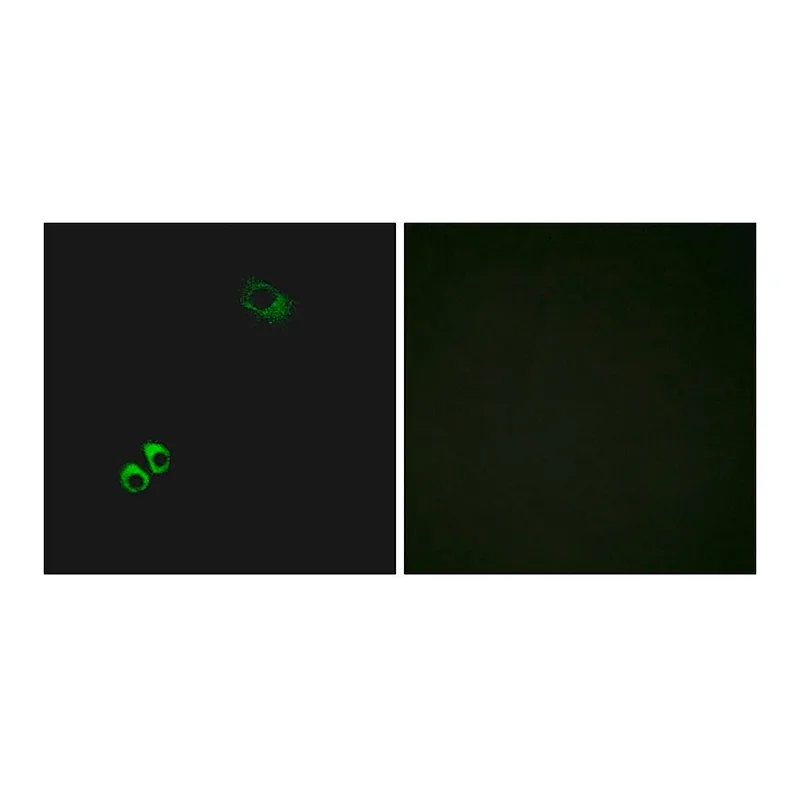 Merck Anti-GPRC6A antibody produced in rabbit