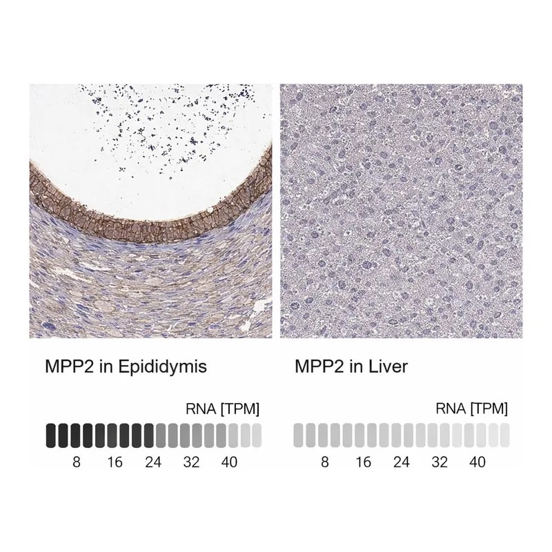 Merck Anti-MPP2 antibody produced in rabbit