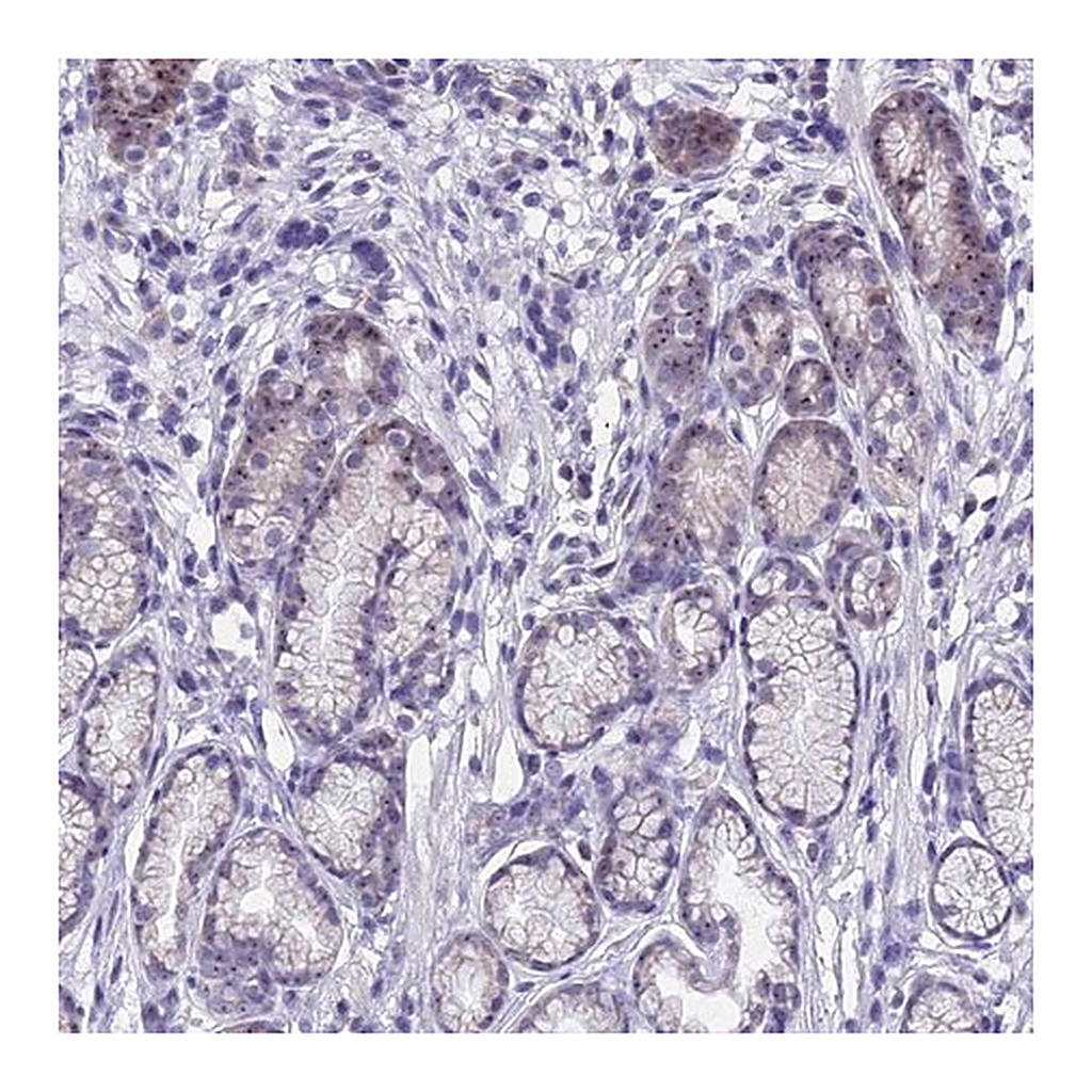 Merck Anti-KNOP1 antibody produced in rabbit