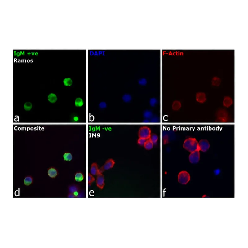 Thermo Fisher Scientific Goat anti-Human IgM (Heavy chain) Cross-Adsorbed Secondary Antibody, Alexa Fluor 488
