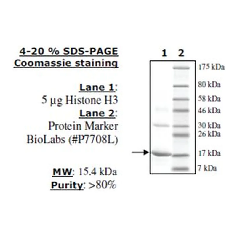 Merck HISTONE H3 FULL LENGTH HUMAN