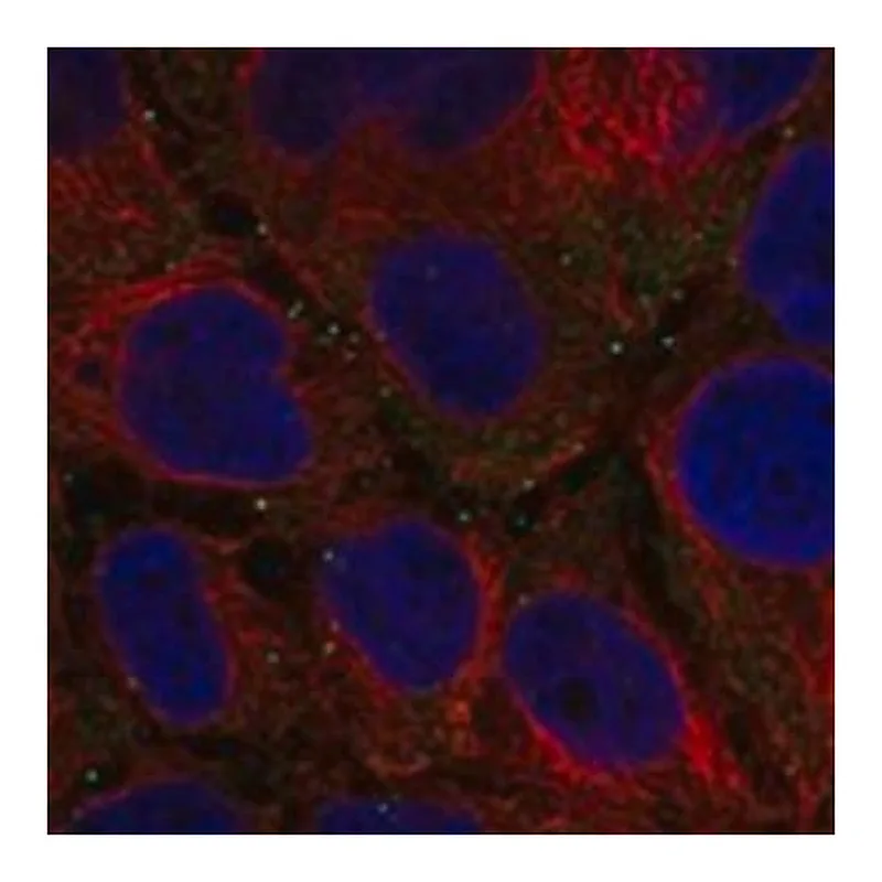 Merck Anti-FANCD2OS antibody produced in rabbit
