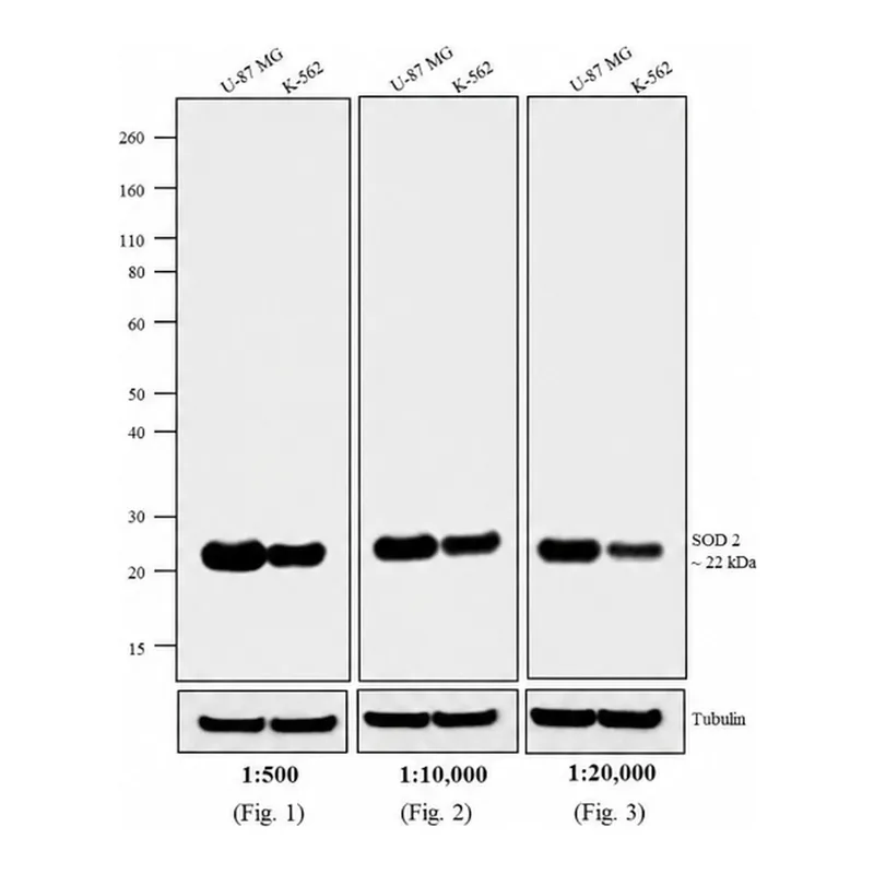 Thermo Fisher Scientific F(ab`)2-Goat anti-Mouse IgG (H+L) Highly Cross-Adsorbed Secondary Antibody, Biotin