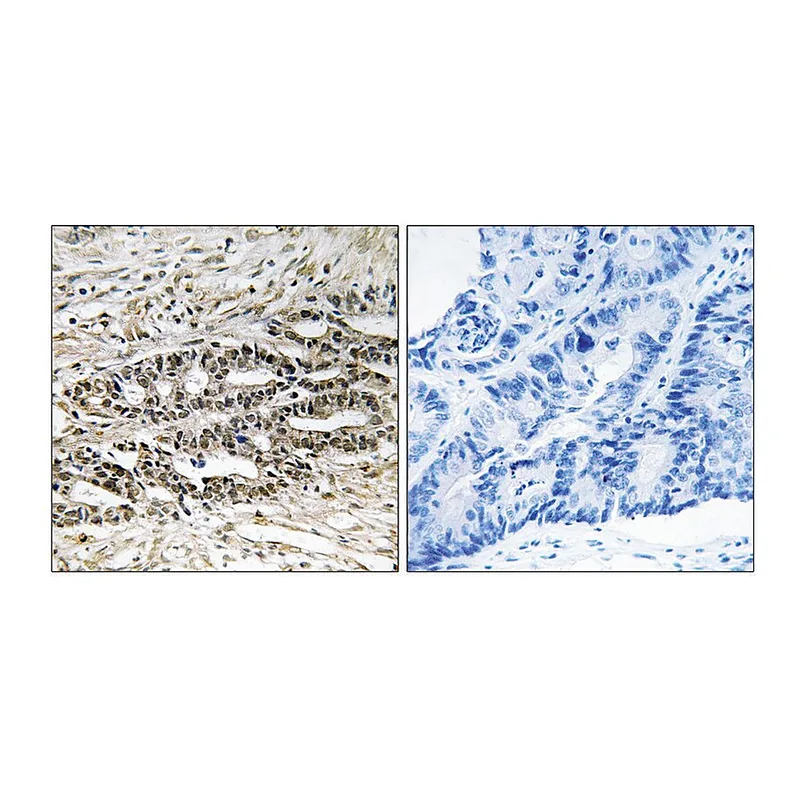 Merck Anti-MDM4 antibody produced in rabbit