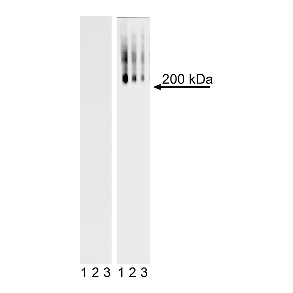 BD Purified Mouse anti-Human TRA-1-60 Antigen