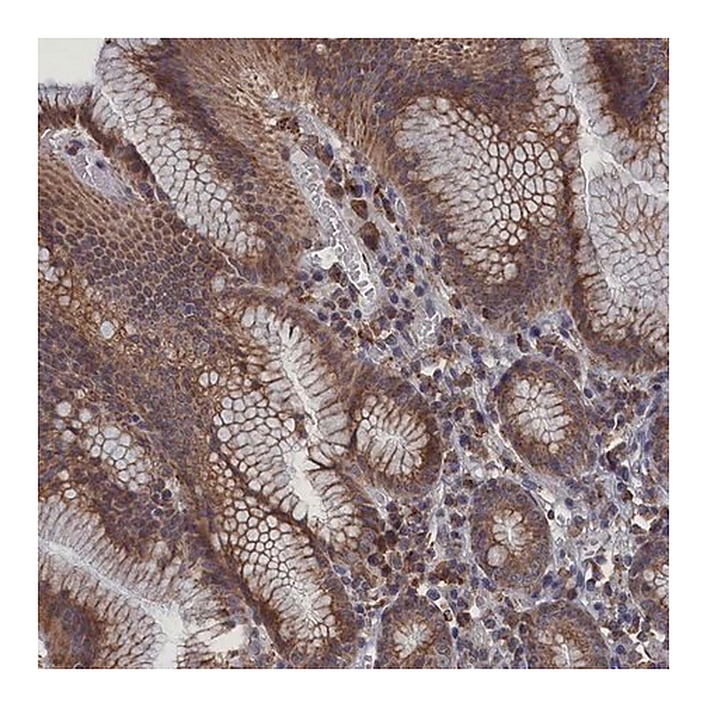 Merck Anti-SMG9 antibody produced in rabbit
