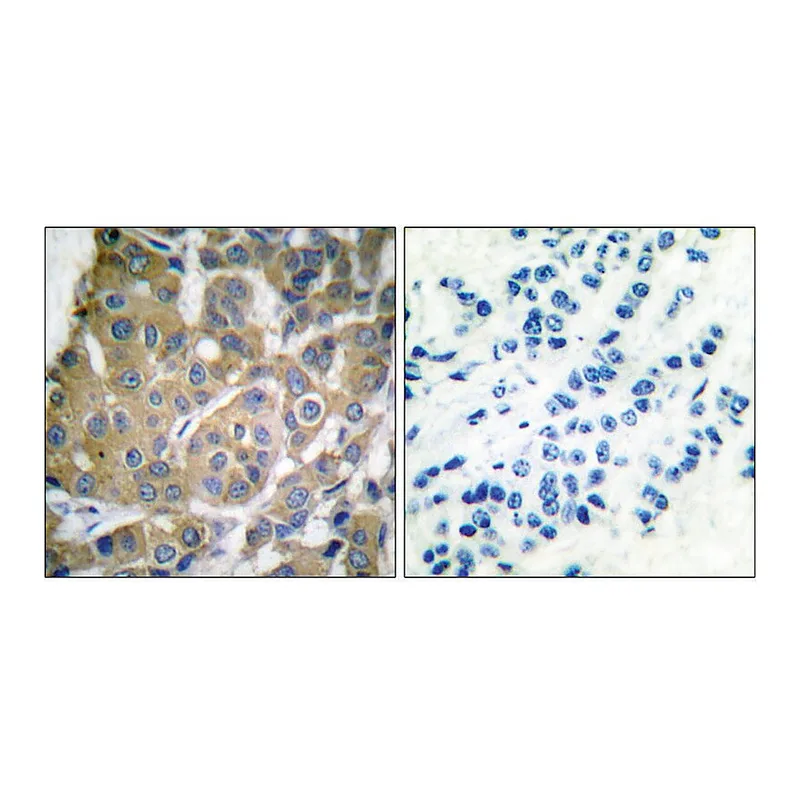 Merck Anti-COX2 antibody produced in rabbit