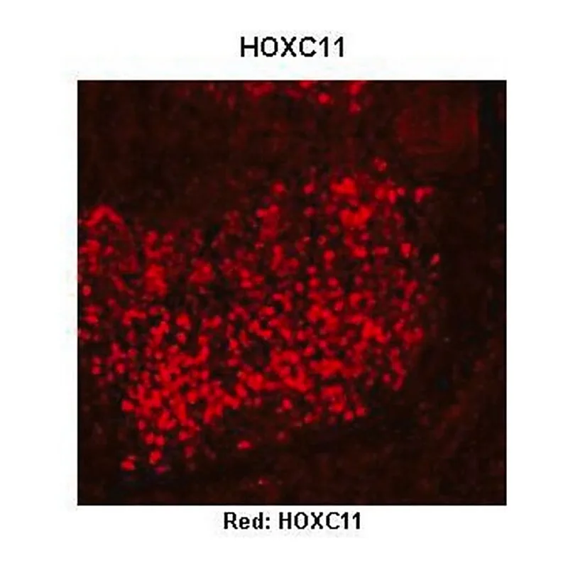 Merck Anti-HOXC11 (AB2) antibody produced in rabbit