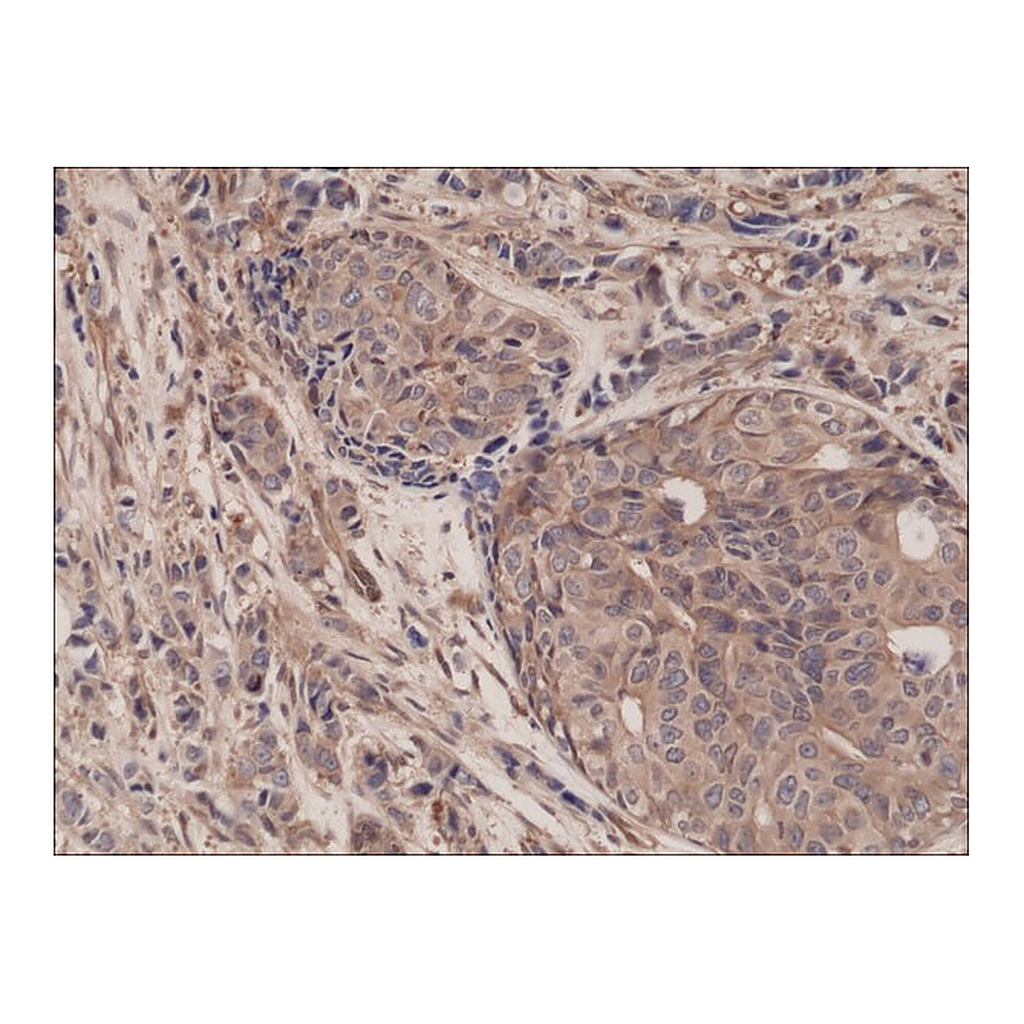 Merck Anti-NFKB p65 antibody, Rabbit monoclonal