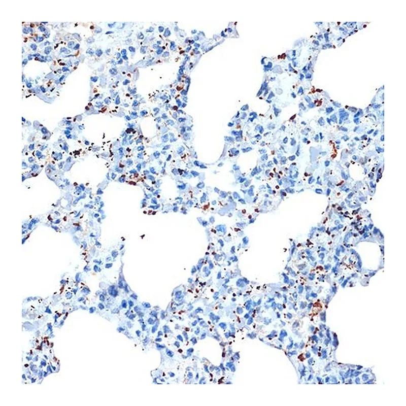 Merck Anti-CXCL4/PF4 antibody produced in rabbit