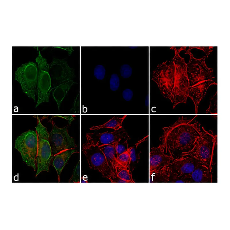 Thermo Fisher Scientific Rabbit anti-Mouse IgG Fc Secondary Antibody, FITC