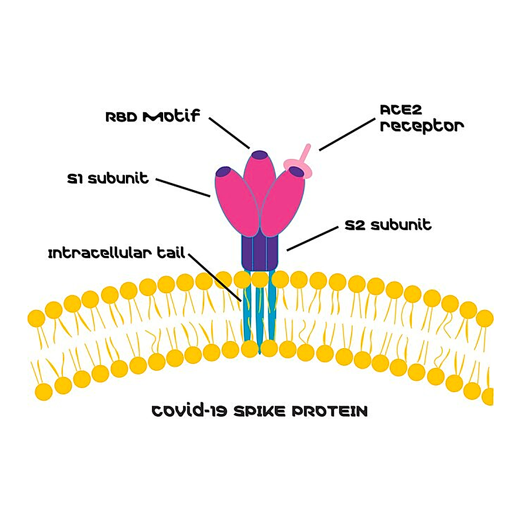 Merck SARS-CoV-2 Receptor Binding Domain