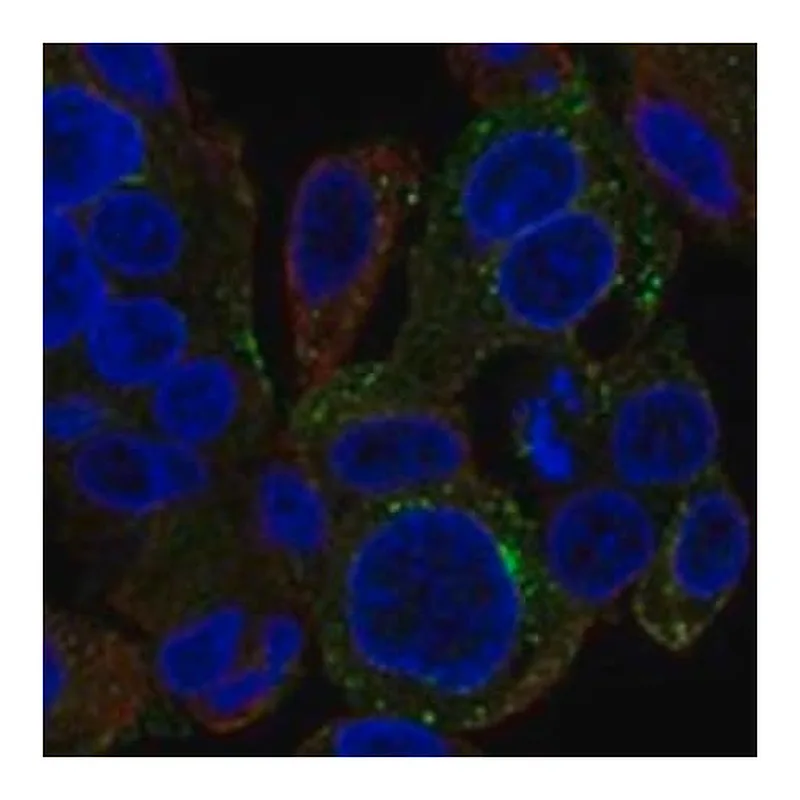 Merck Anti-SNX5 antibody produced in rabbit