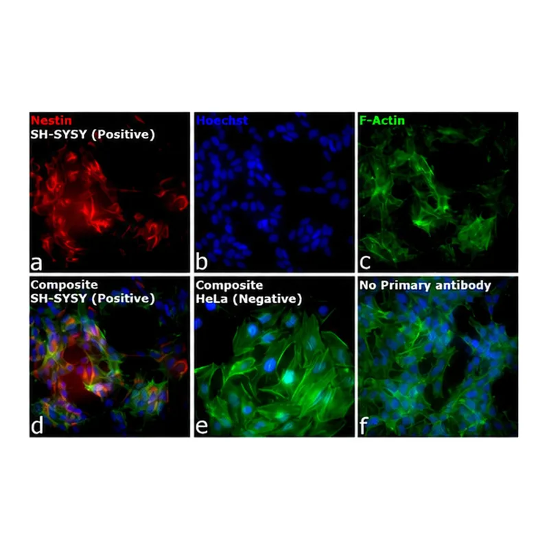 Thermo Fisher Scientific Goat anti-Mouse IgG (H+L) Cross-Adsorbed Secondary Antibody, Alexa Fluor 532