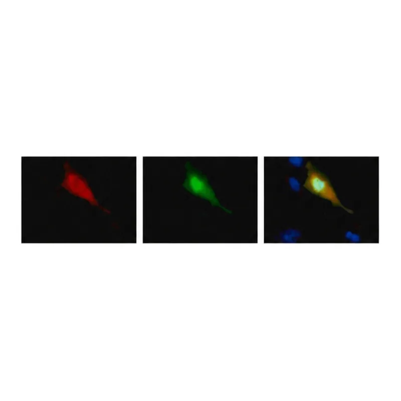 Merck Monoclonal Anti-Strep Tag antibody produced in mouse