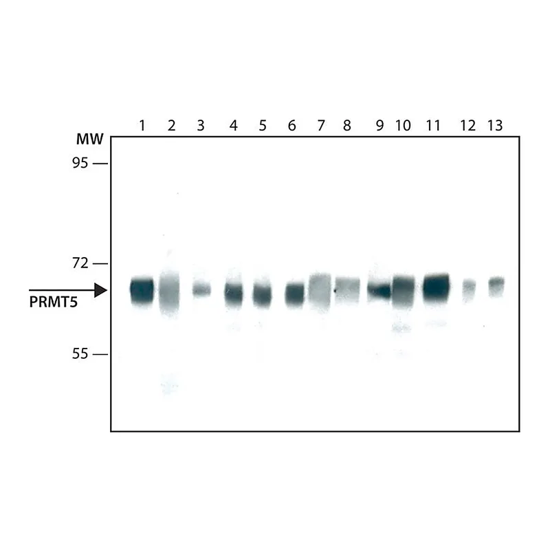 Merck Monoclonal Anti-PRMT5 antibody produced in mouse
