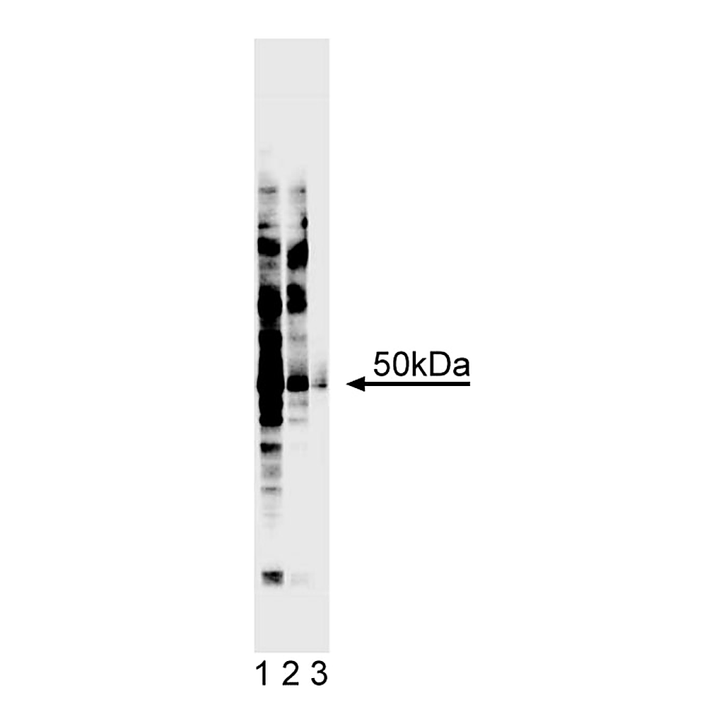 BD Purified Mouse Anti-Human IRF-3