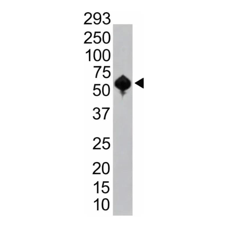 Merck Monoclonal Anti-SET07 antibody produced in mouse