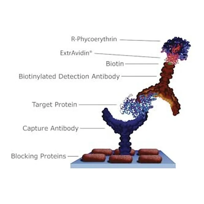 Merck EXTRAVIDIN R-PHYCOERYTHRIN CONJUGATE