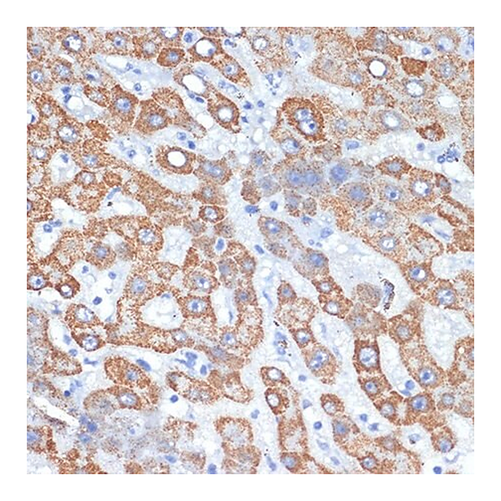 Merck Anti-HMGCS2 antibody produced in rabbit