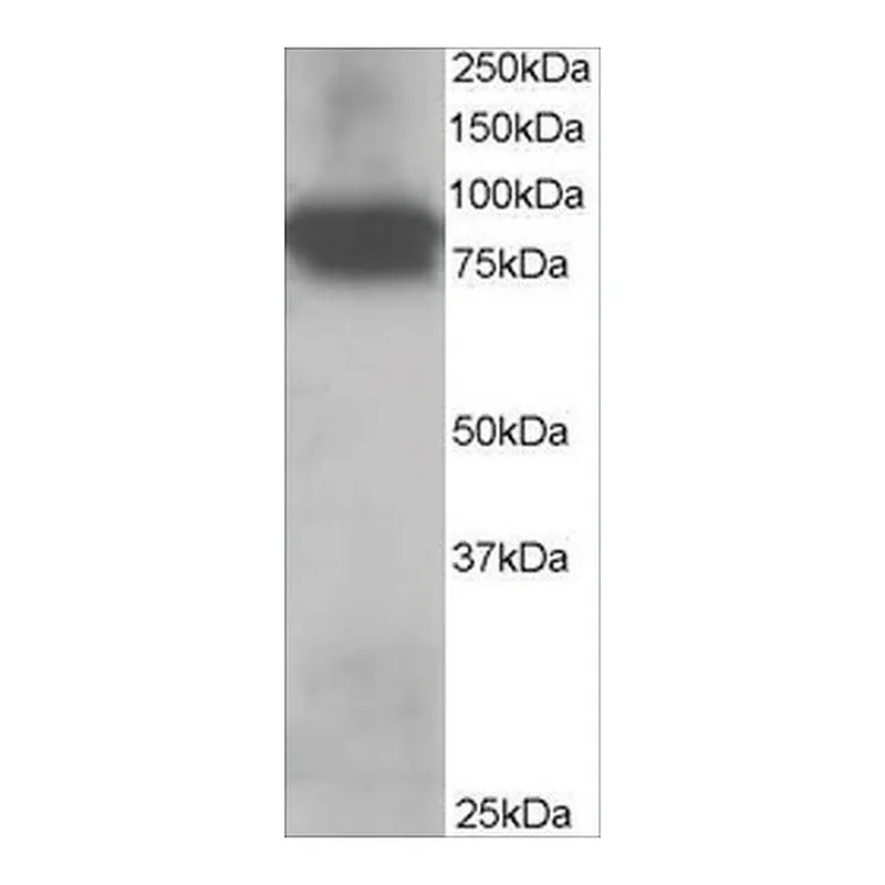 Merck Anti-Plakoglobin/gamma-Catenin antibody produced in goat