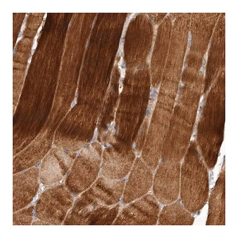 Merck Anti-FLCN antibody produced in rabbit