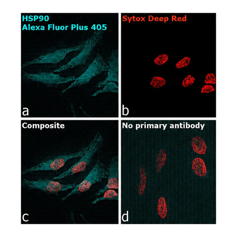 Thermo Fisher Scientific Goat anti-Rabbit IgG (Heavy chain) Superclonal Secondary Antibody, Alexa Fluor Plus 405