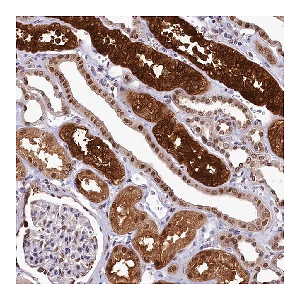 Merck Anti-AHCY antibody produced in rabbit
