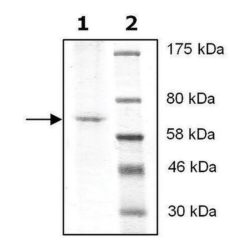 Merck HDAC10 FLAG tag active human