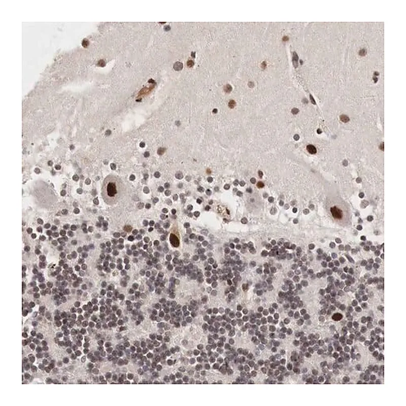 Merck Anti-DACH2 antibody produced in rabbit