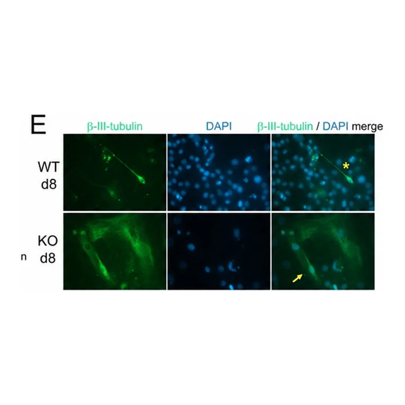 Thermo Fisher Scientific Goat anti-Rabbit IgG (H+L) Cross-Adsorbed Secondary Antibody, Alexa Fluor 568