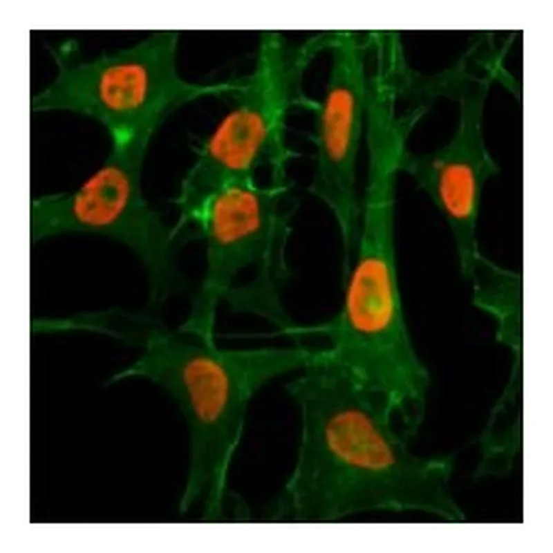 Merck ANTI-ACETYL-HISTONE H3 (LYS56) ANTIBODY,