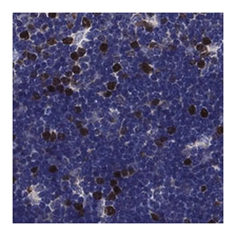 Merck Anti-KIF22 antibody produced in rabbit