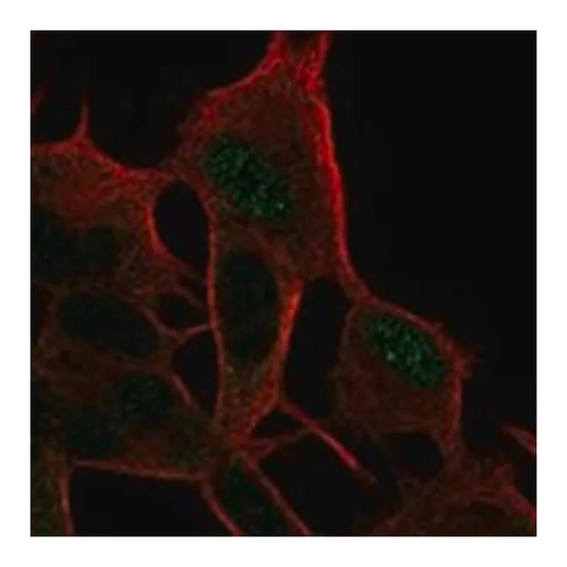 Merck Anti-CASKIN1 antibody produced in rabbit