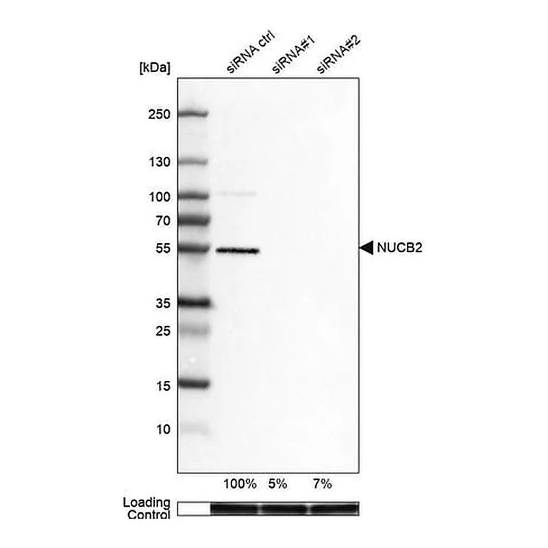 Merck Anti-NUCB2 antibody produced in rabbit