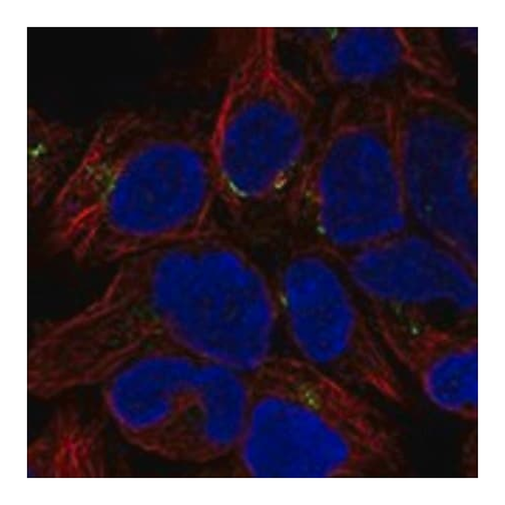 Merck Anti-METTL26 antibody produced in rabbit